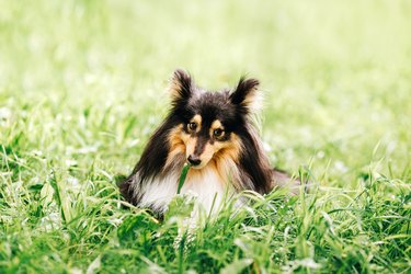 dog outside on grass