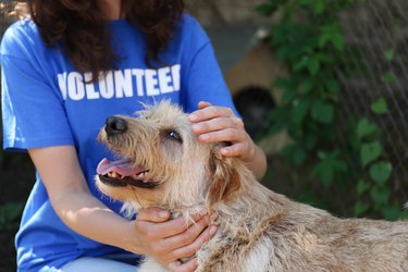 Volunteer with a homeless dog in an animal shelter.