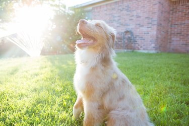 Happy dog playing in sprinklers in grass