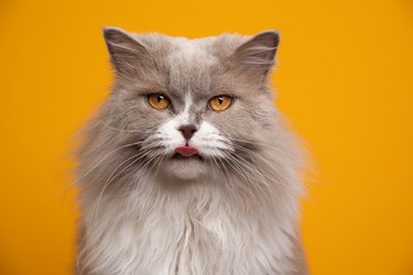 lilac white british longhair cat with yellow eyes looking at camera sticking out tongue