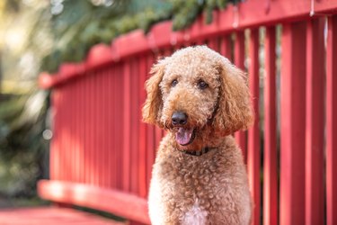 Golden doodle Dog