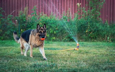 A German Shepherd Dog Runs With A Ball On The Lawn Against The Background Of A Working Sprinkler
