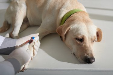 Pet Veterinary Blood Test