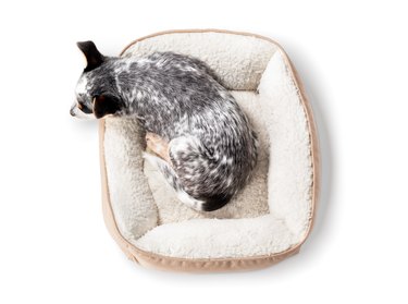 Top view of puppy sleeping in dog bed.
