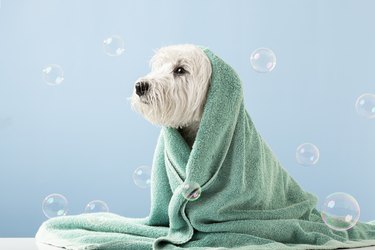 Cute West Highland White Terrier dog after bath. Dog wrapped in towel. Pet grooming concept. Copy Space. Place for text