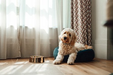 Cute Goldendoodle Resting In Dog Bed While Enjoying Sunlight By The Window