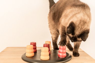 Siamese cat solving a pet puzzle.