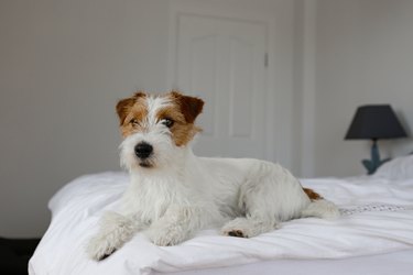 Cute furry jack russell terrier pup