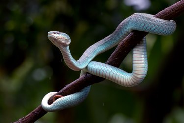 Close-up of a white-lipped island pit viper on a branch, Indonesia