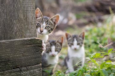 Curious but shy kittens