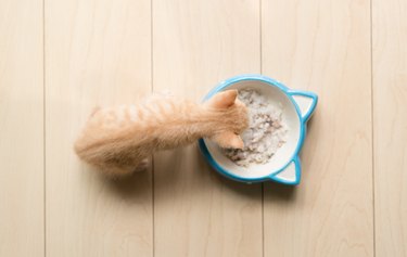 Ginger kitten eating from a cat head-shaped dish on a wood floor.
