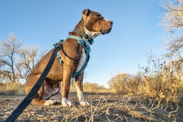 Young pit bull terrier dog in harness