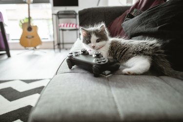 Kitten Relaxing at Home next to video game controller