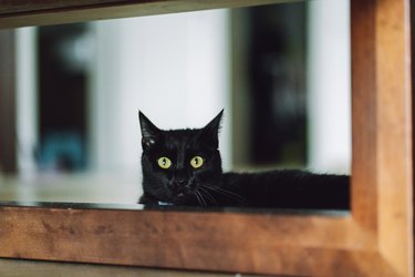 Pet adoption. Cute black cat lying down near wooden window