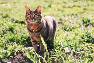 A beautiful striped domestic cat in a collar walks on the grass in a summer park