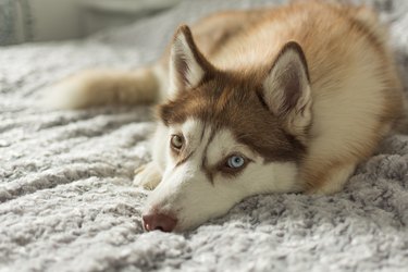 Bicolored brown husky dog laying in a bed and posing.