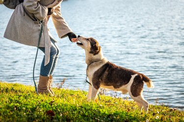 Woman giving dog biscuit to her pet