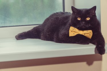 Black cat. Black cat with yellow bow is on the windowsill