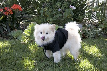 Small white dog in a black harness outside