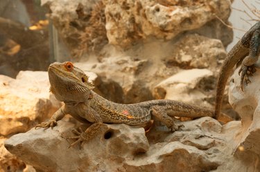 A pet reptile in a tank
