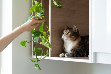 Cat Sitting On Wooden Shelf With Houseplants, Female Owner Touching Epipremnum With Hand.