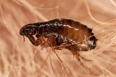 closeup of Flea in Dog's Fur