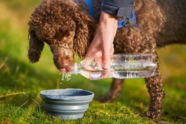 A dog drinking water while out on a walk