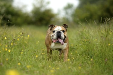 English bulldog on a meadow