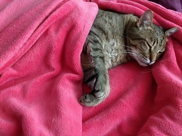 Cat Sleeping In Fleece Blanket