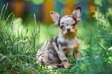 Chihuahua puppy, little dog in garden