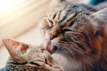 Fluffy cat washes tabby cat with its tongue.