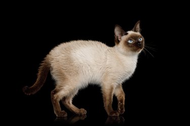 Scyth Toy Bob, the most smallest Cat on Isolated Black Background