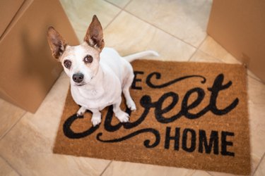 Cute Dog Sitting on Home Sweet Home Welcome Mat on Floor Near Boxes