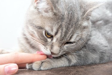 A small playful gray kitten licks the hand of a caucasian woman. The kitten wants to play. Little affectionate kitten