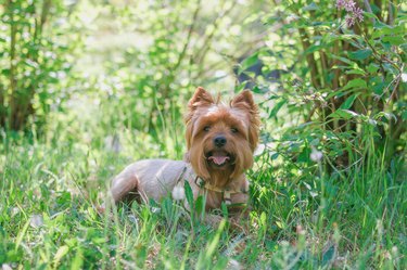 Yorkshire Terrier Dog is lying on green grass with summer flowers.