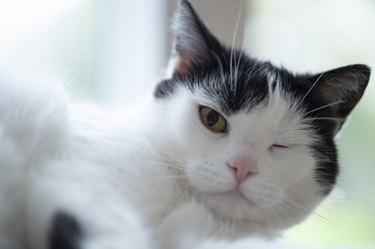 A cat is laying on its side with one eye open