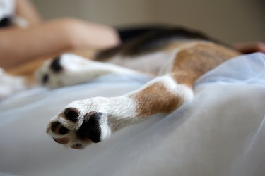 Closeup of a dog's paw