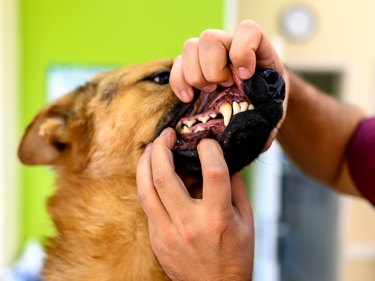 Close up of examining dog's dental health at vet's office.