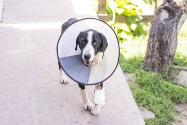 dog in a veterinary collar while treating an injured paw