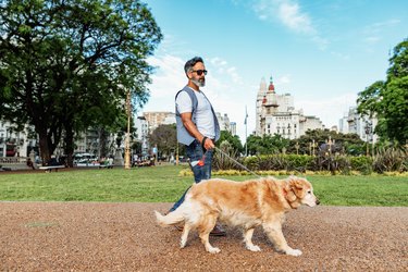 Mature man with golden retriever dog walking in the park in sunset. Man walking the dog.