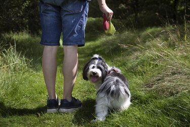Low section view of a man, carrying a filled, biodegradable dog poop bag and with a pet dog on a leash, on a grassy, rural footpath