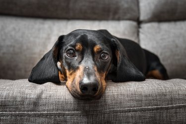 Puppy Dachshund on a couch