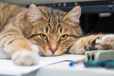 Cat lying on an office table among office supplies