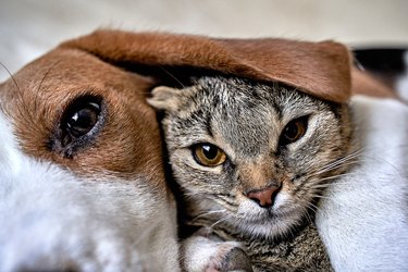 Cat and dog love, friendship, meeting, acquaintance