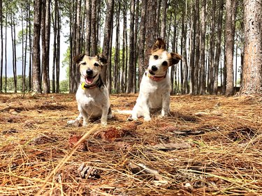 Two Jack Russell Terriers one female one male looking at the camera with pine trees all around.  Sitting on the ground on pine needles. Chloe tilting her head. Gold Coast Queensland Australia