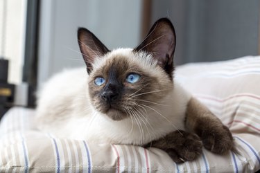 Siamese kitten looking ahead and lying on a bed.