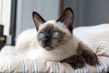 Siamese kitten