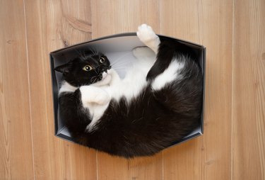 cute playful cat resting in small box having fun