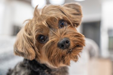 Cute Little Yorkshire Puppy