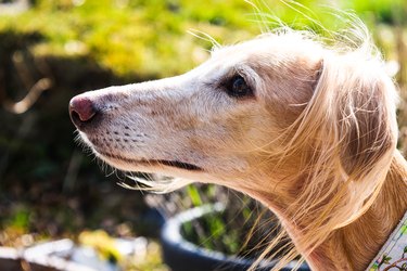 Side portrait of a Saluki